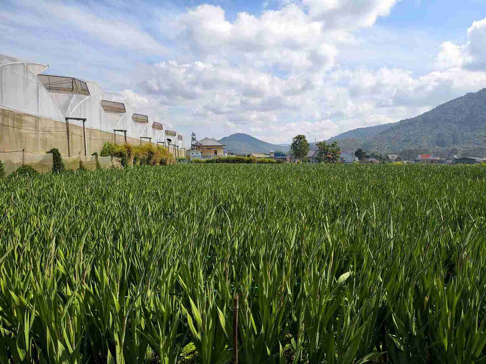 Xã Hiệp Thạnh, thủ phủ hoa lay ơn Lâm Đồng vào vụ Tết. Ảnh: Phúc Khánh 