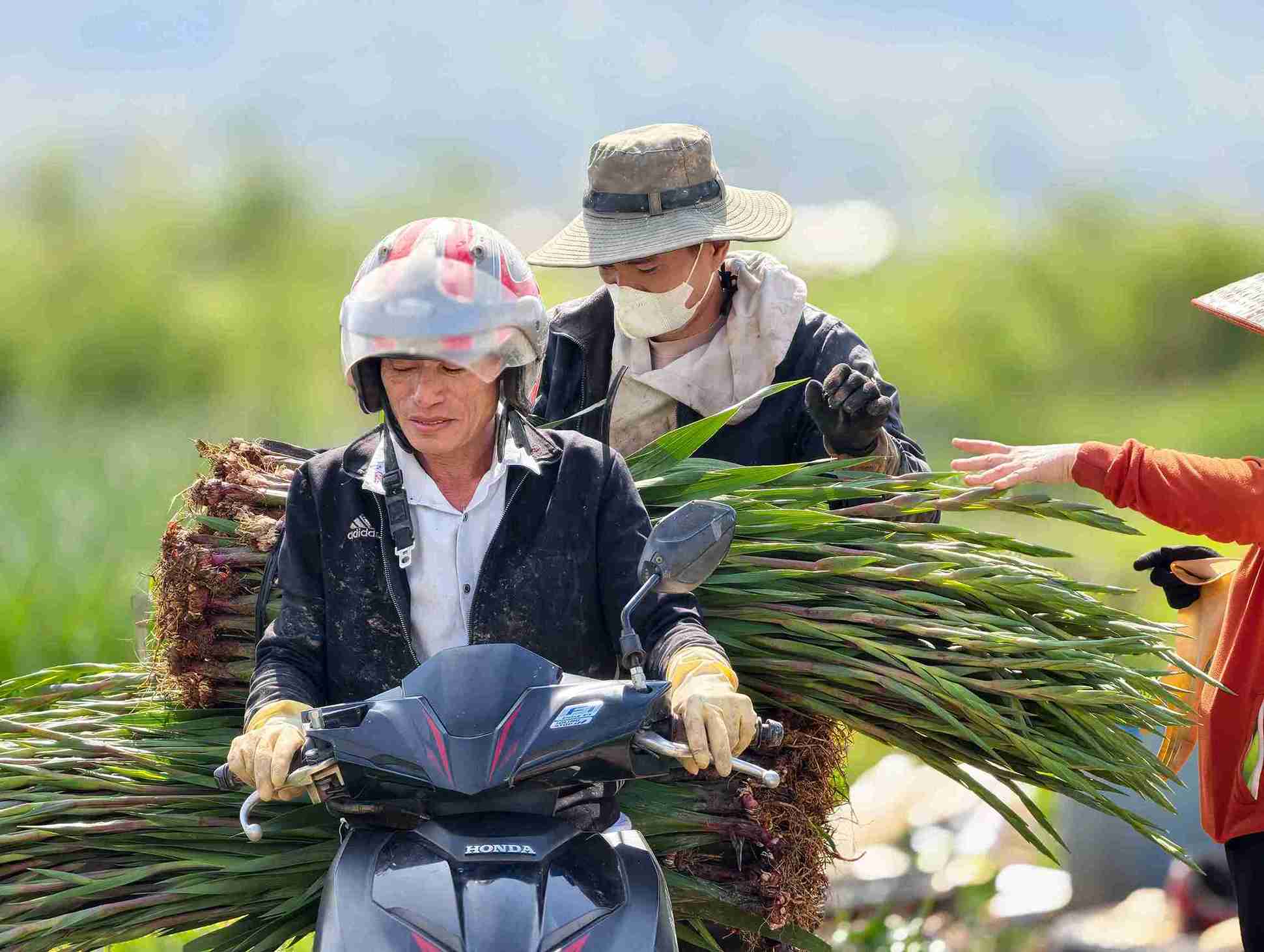 Cận Tết, hoa lay ơn đang hút hàng. Ảnh: Phúc Khánh 