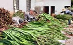 Gladiolus flower capital of Lam Dong attracts goods during Tet, prices increase sharply