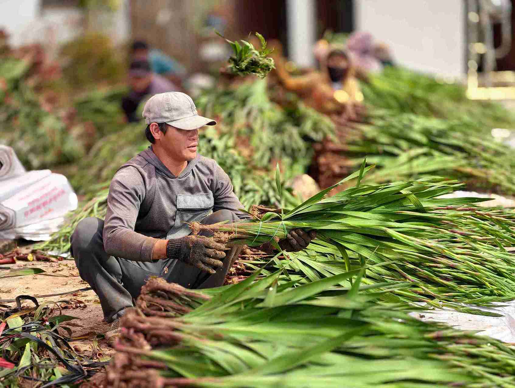 Người trồng hoa lay ơn ở Hiệp Thạnh hối hả chuẩn bị nguồn hàng để giao cho thương lái. Ảnh: Phúc Khánh 