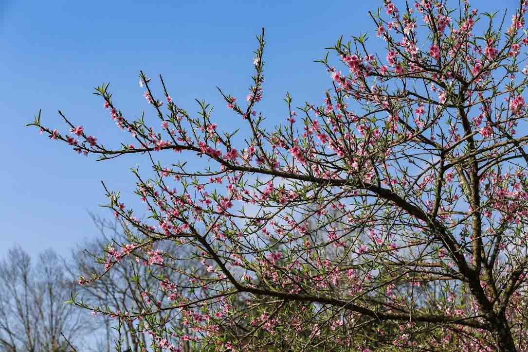 Sắc hồng dịu dàng của hoa đào bao trùm vùng đất cao nguyên đá. Ảnh: Thanh Thanh