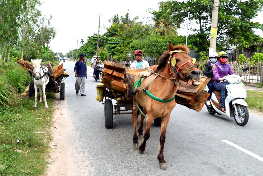 Cận cảnh xe ngựa chuyển cây gỗ ở vùng Thất Sơn. Ảnh: Lục Tùng