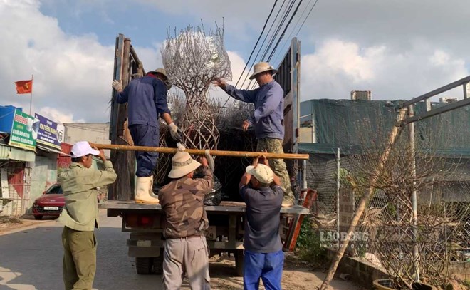 Las flores de durazno de Hung Yen se cargan afanosamente en camiones que se dirigen al sur para servir a la festividad del Tet.