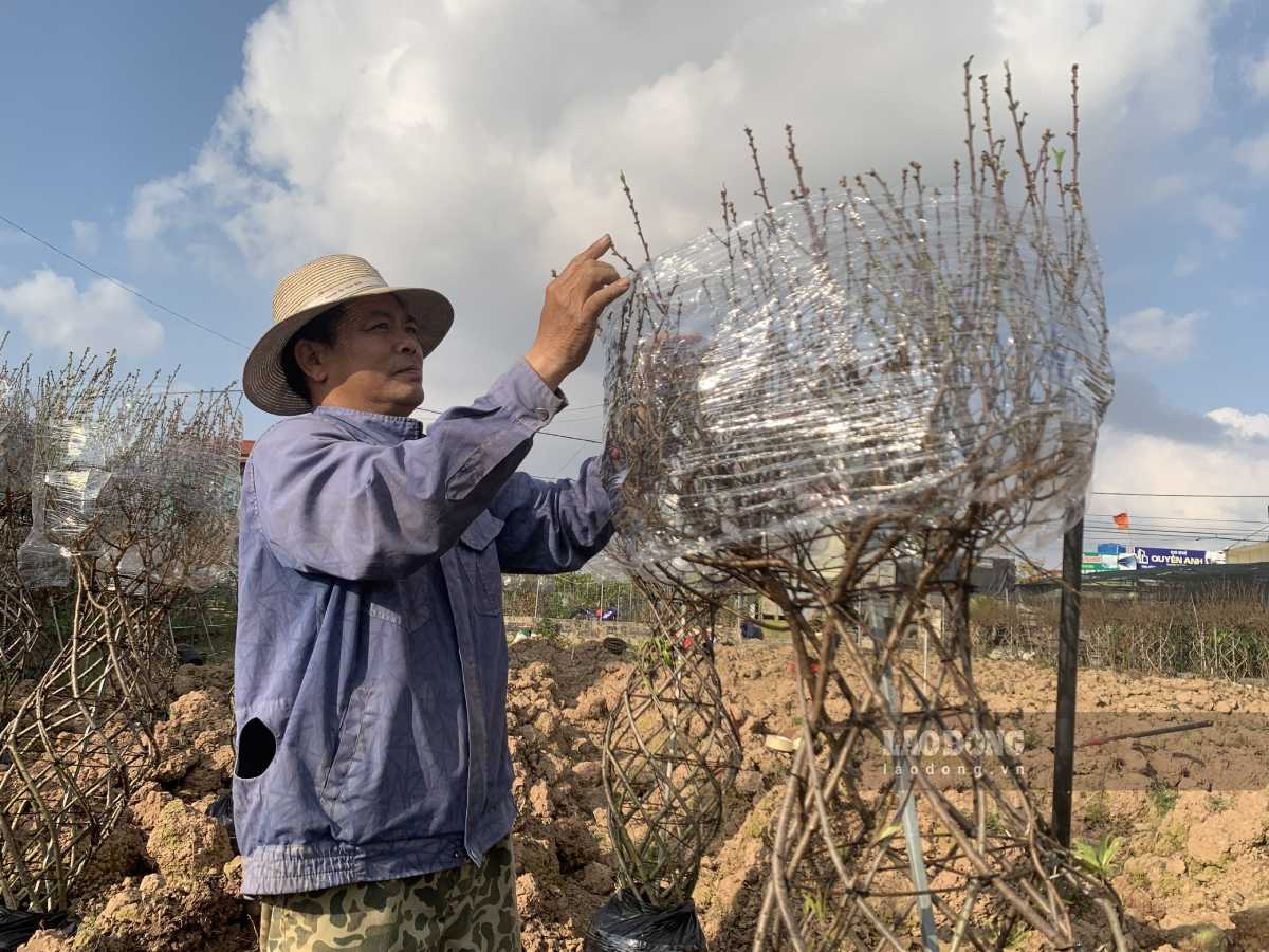 Người dân trồng đào Tết ở xã Tiên Hưng, tỉnh Hưng Yên hy vọng một năm thắng lợi. Ảnh: Lương Hà