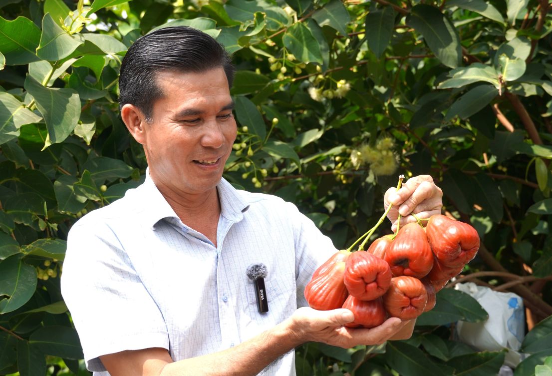 Ông Trần Văn Phục bên vườn mận hồng Sân Tiên đang cho trái chín. Ảnh: Phương Anh