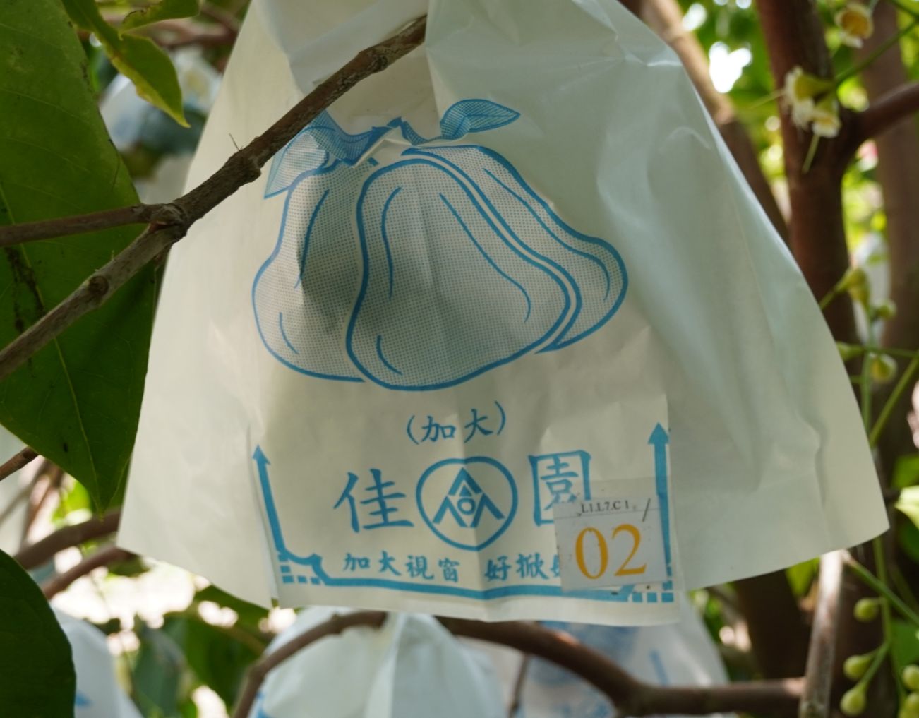 Mỗi chùm mận sẽ được đánh số để nhà vườn chủ động thời gian thu hoạch, sản lượng. Ảnh: Phương Anh