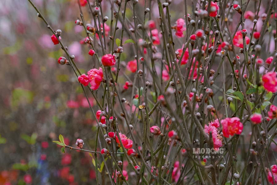 Đào bích Nhật Tân vẫn là mặt hàng được ưa chuộng vào dịp Tết của người dân Hà nội. Năm nay thời tiết thuận lợi, đào nở đúng dịp, bông to và thắm màu. Giá đào cành dao động từ 200.000đ đến vài triệu đồng tùy dáng.