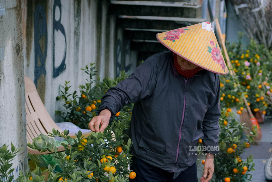 Ngoài hoa đào, chợ hoa Quảng An cũng bày bán quất cảnh phục vụ người dân chơi Tết. Mỗi bình quất cảnh có giá dao động từ khoảng 350.000 - 600.000 đồng/bình tuỳ từng kích cỡ và quả trên mỗi bình. 