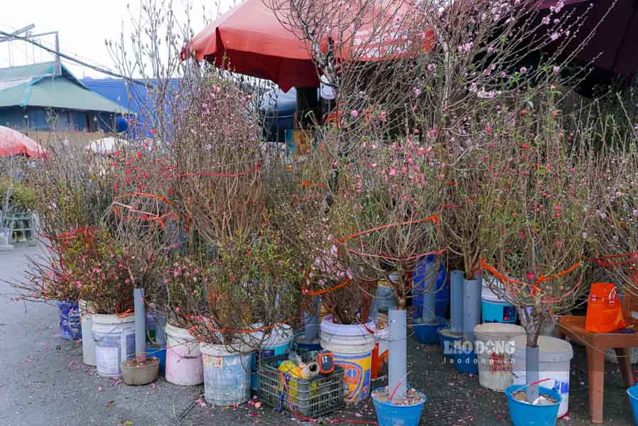 Không chỉ có đào cành to, đào dăm cũng rất đắt khách vào ngày 23 tháng Chạp. Đây là lựa chọn kinh tế và phù hợp cho những không gian nhỏ hẹp.