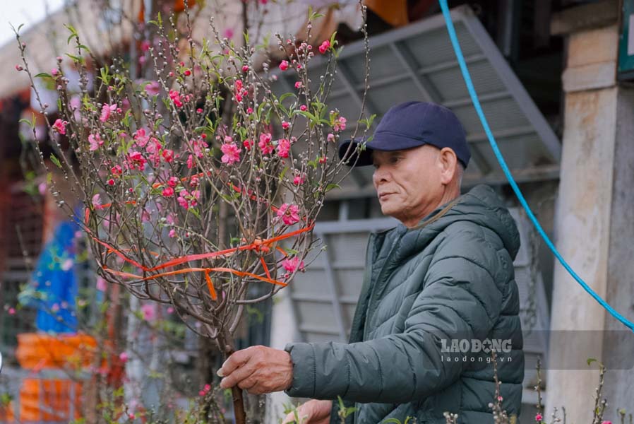 Bà Lê Thị Mận (Tiểu thương bán đào lâu năm): “Năm nay nhuận hai tháng 6 âm lịch nhưng rét muộn nên đào rất đẹp, nụ dày. Khách sành chơi đi từ đêm để chọn được những cành 'huyền' dáng bay, giá khoảng 1-2 triệu đồng là bán chạy nhất sáng nay.”