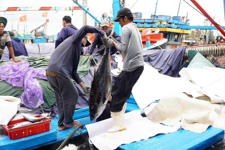 Cá ngừ đại dương được ngư dân đưa lên khỏi khoang tàu. Ảnh: Viên Nguyễn