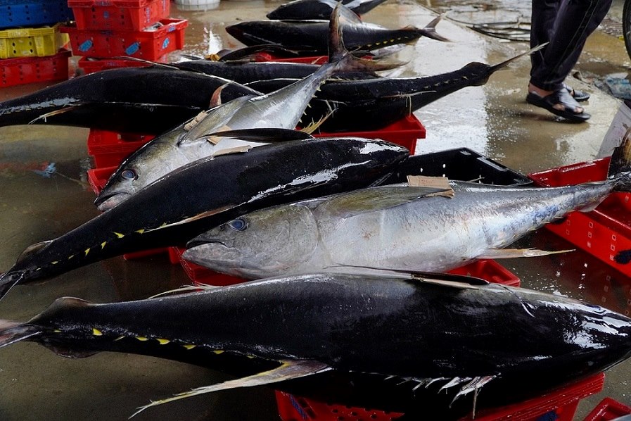 Cá ngừ đại dương có giá trị kinh tế cao, mang lại nguồn thu nhập lớn cho ngư dân. Ảnh: Viên Nguyễn