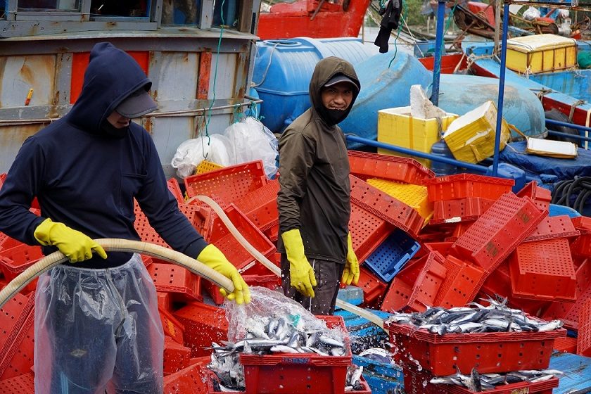 Ngoài cá ngừ đại dương, nhiều tàu cá cũng trúng đậm cá chuồn. Ảnh: Viên Nguyễn