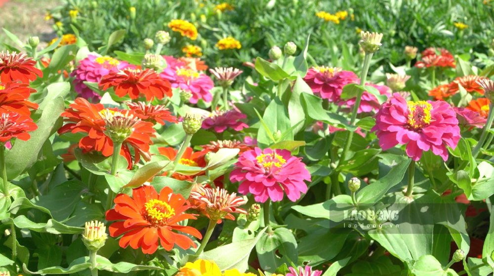 Vụ hoa Tết đạt chất lượng cung ứng cho thị trường năm nay. Ảnh: Nguyên Anh