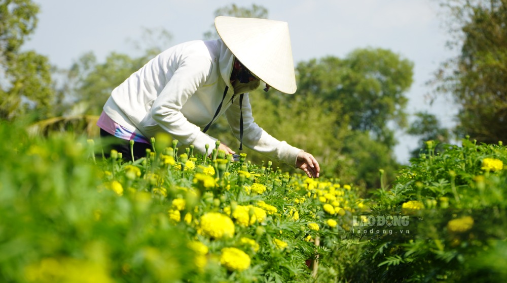 Gardeners in An Khuong flower village are busy taking care of the Tet flower crop. Photo: Nguyen Anh