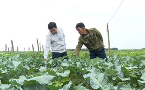 Bumper crop but price drop, vegetable granary in Quang Tri anxious before Tet