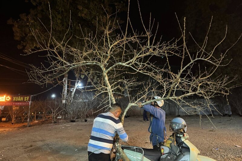 Người dân khu vực bản Chiềng Đi, Hua Tạ, xã Vân Hồ bán đào ta về xuôi. Ảnh: Trường Sơn