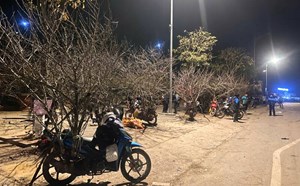 Son La: People set up tents to sell peaches along National Highway 6 in the days leading up to Tet