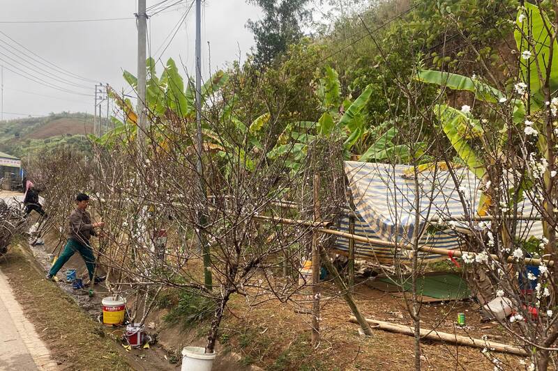 Temporary shack location for selling Tet peach blossoms in the Son La Pass - QL6 area, Chieng An ward. Photo: Truong Son