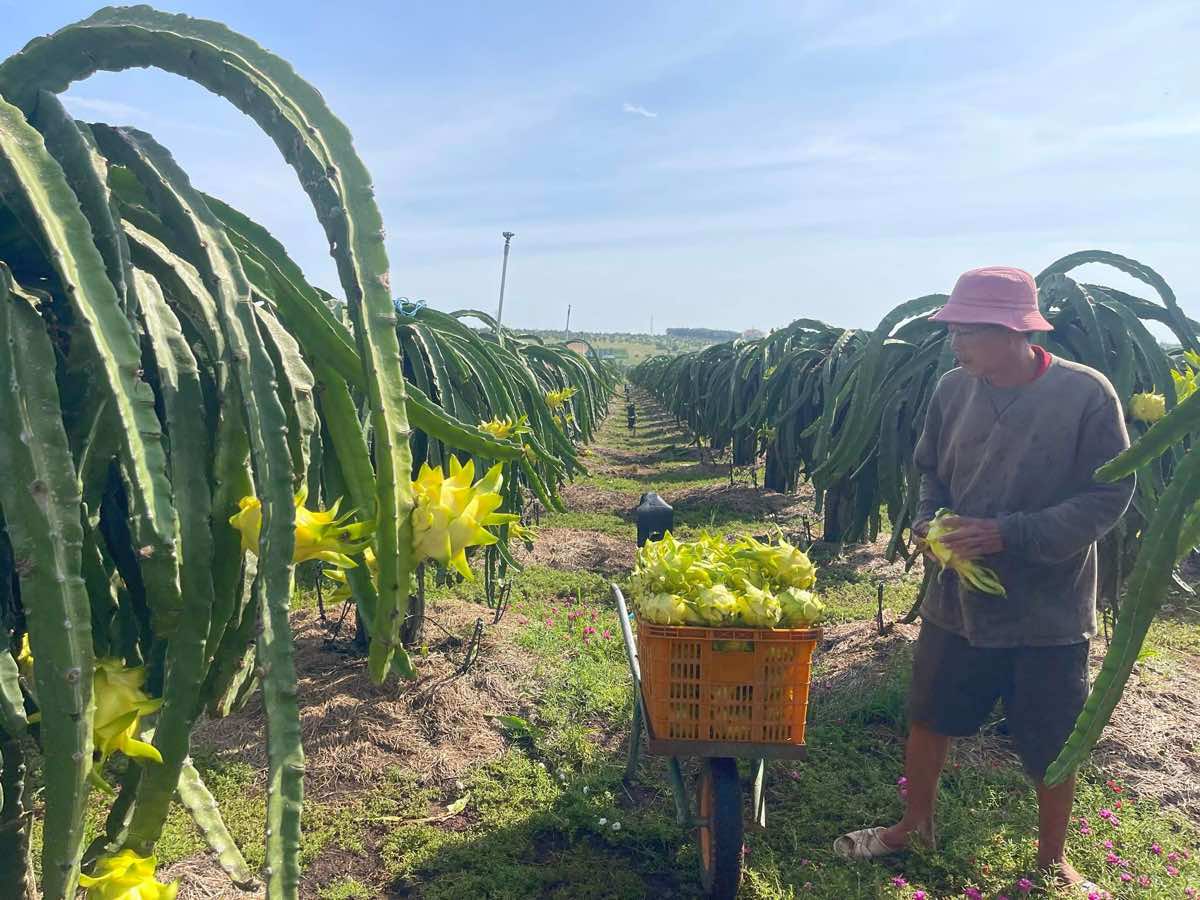 Thanh long vỏ vàng hút khách dịp Tết. Ảnh: Duy Tuấn 