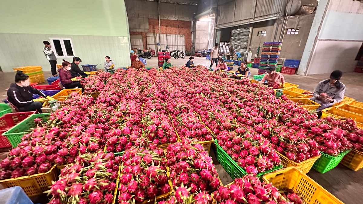 Phân loại thanh long tại vựa. Ảnh: Duy Tuấn 