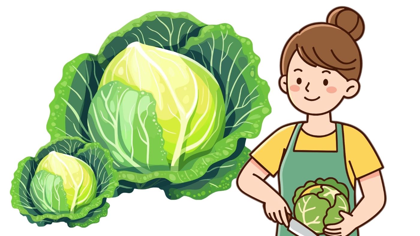 Removing 2-3 outer leaves is a tip to clean cabbage and effectively remove insects before cooking. Graphics: Thanh Thanh