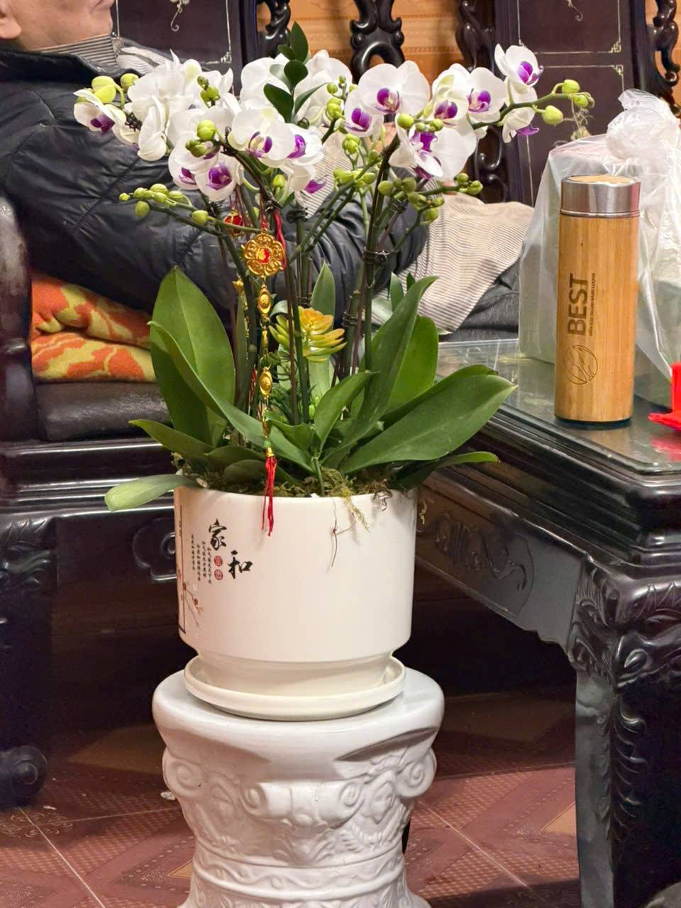 Một chậu lan nhỏ xinh không chỉ tô điểm sắc xuân cho ngôi nhà, mà còn gửi gắm trong đó bao ước vọng bình an, lời chúc sức khỏe và yêu thương dành trọn cho bố mẹ. Ảnh: Minh Vũ