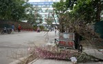 Peach blossoms bloom early, small traders throw away branches exposed on the sidewalk