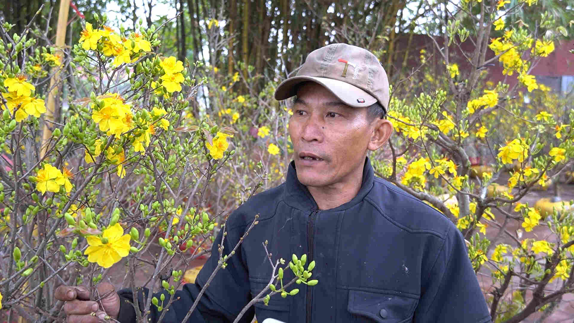 Yellow apricot blossoms bloom early, small traders worry about Tet crop failure