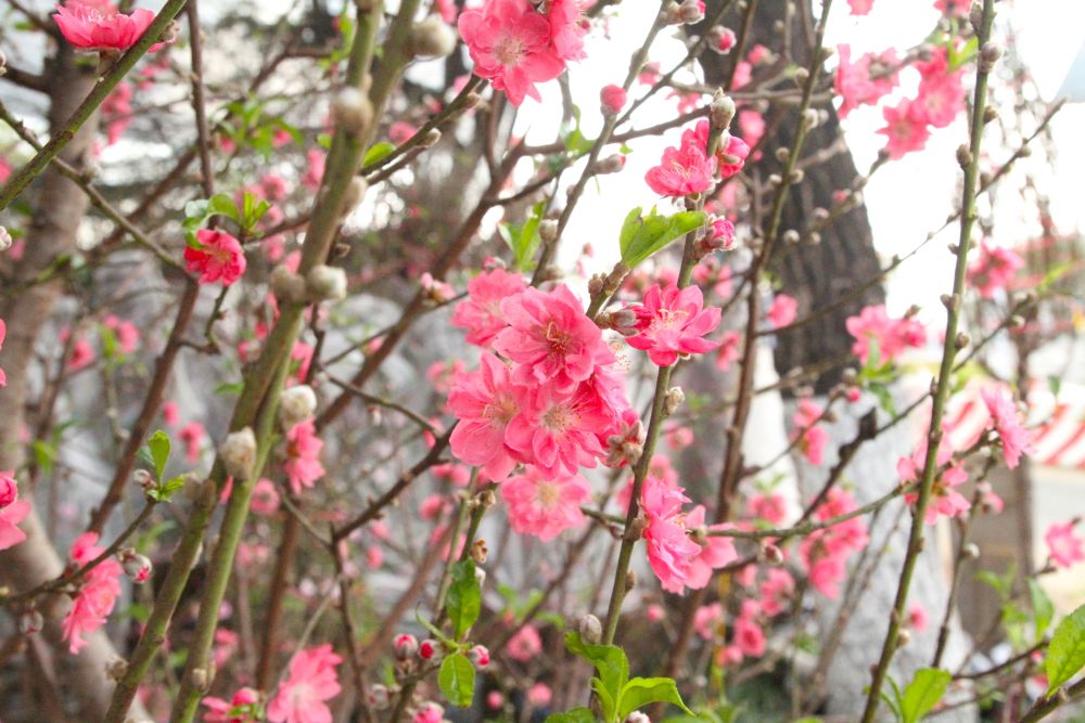 Đào phai, đào đỏ truyền thống đa dạng mẫu mã, đáp ứng nhu cầu người dân. Ảnh: Thanh Huyền