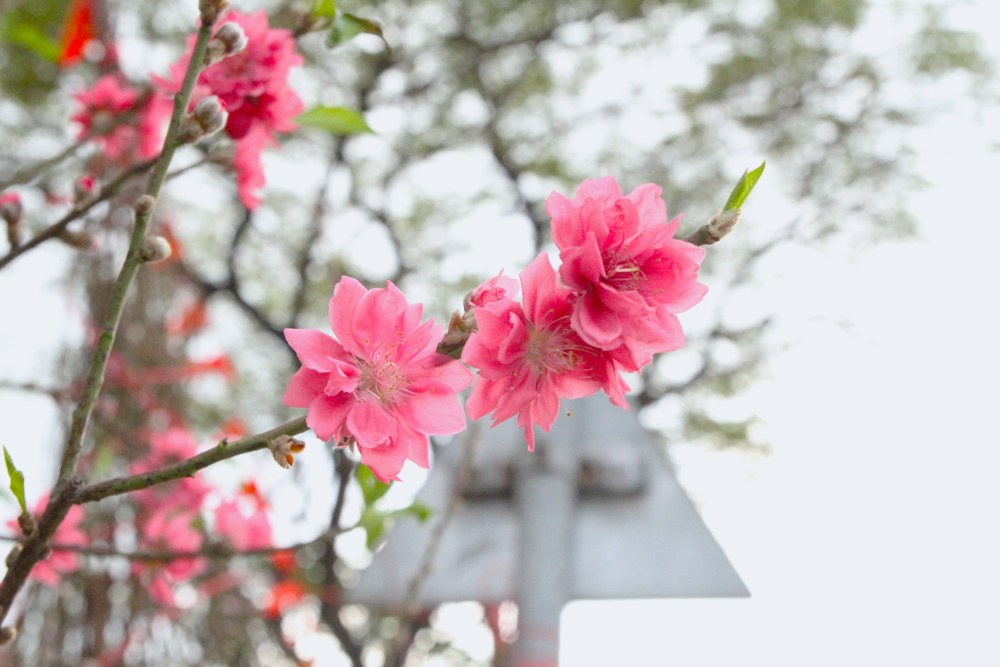 Peach trees from northern provinces are sold in Da Nang, priced from a few hundred to several million VND. Photo: Thanh Huyen