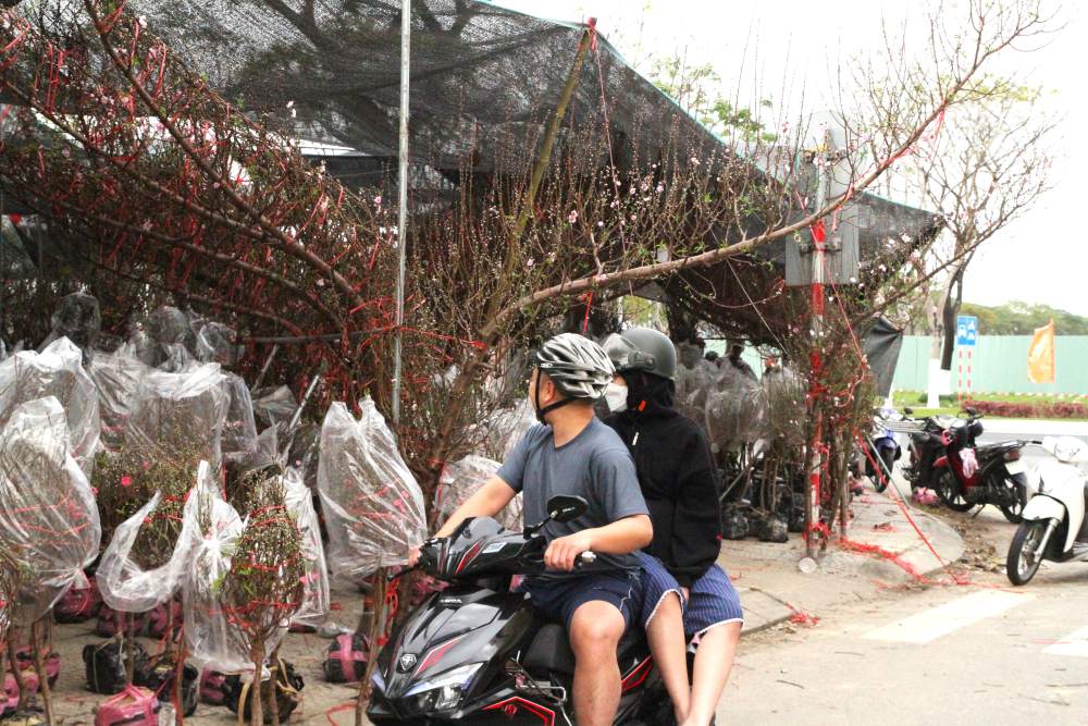 Đào dáng huyền tại Đà Nẵng có giá vài triệu đồng. Ảnh: Thanh Huyền
