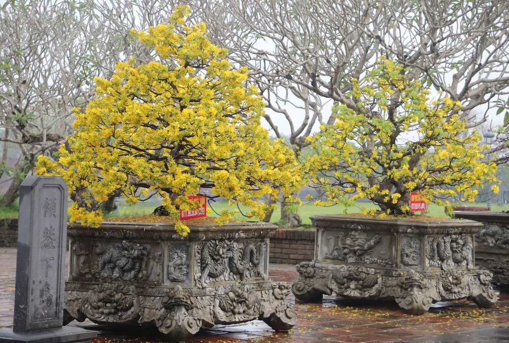 Extremely rare yellow apricot blossoms gather in Hue's heritage space. Photo: Nguyen Luan
