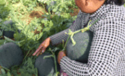 Farmers harvest watermelon