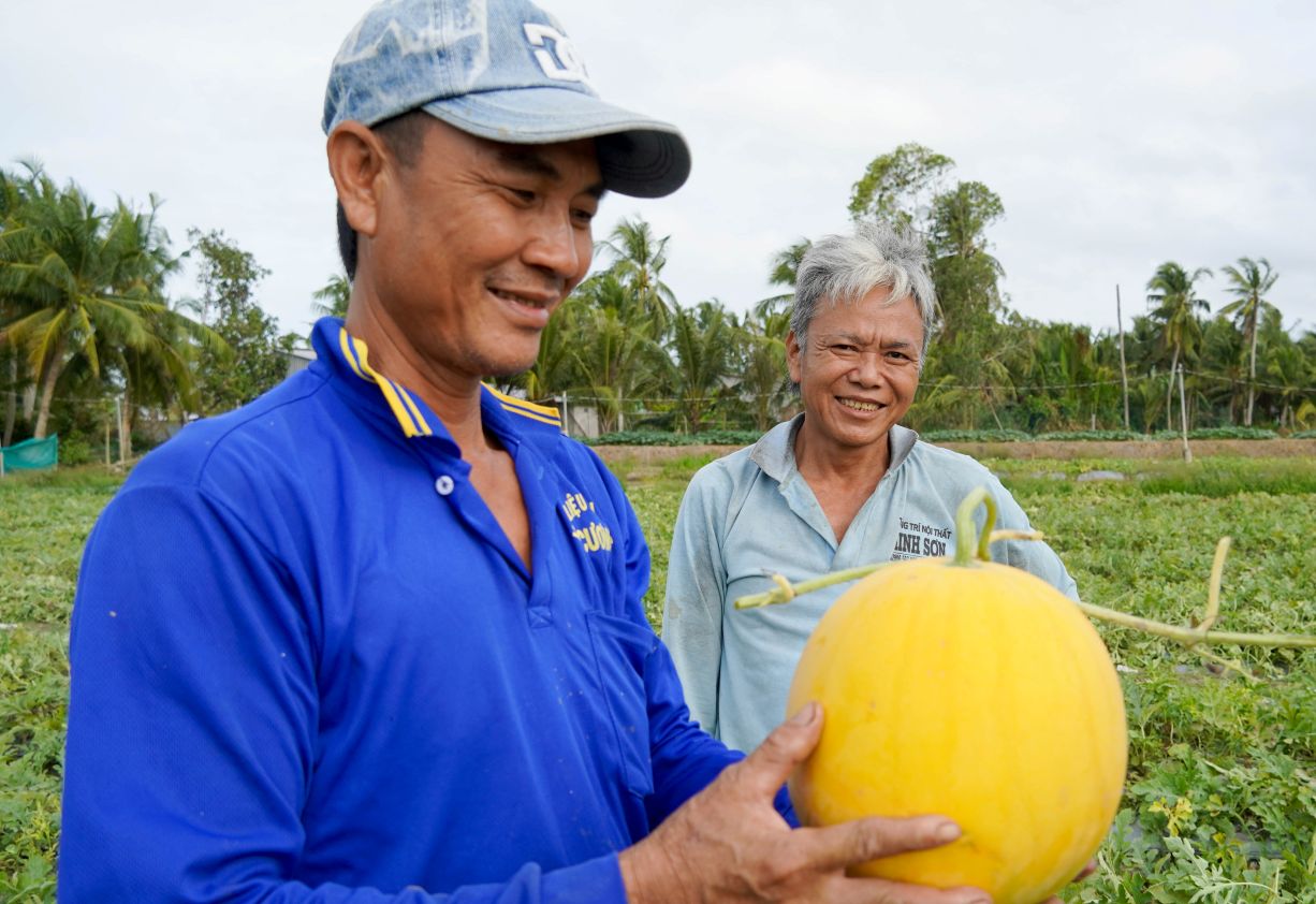 Ngoài dưa hấu đỏ truyền thống, nhiều hộ dân còn trồng thêm dưa hấu vàng phục vụ thị trường Tết. Ảnh: Phương Anh