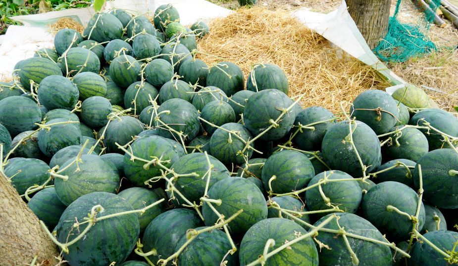 Dưa hấu sau thu hoạch được tập kết, chuẩn bị vận chuyển đi tiêu thụ. Ảnh: Phương Anh