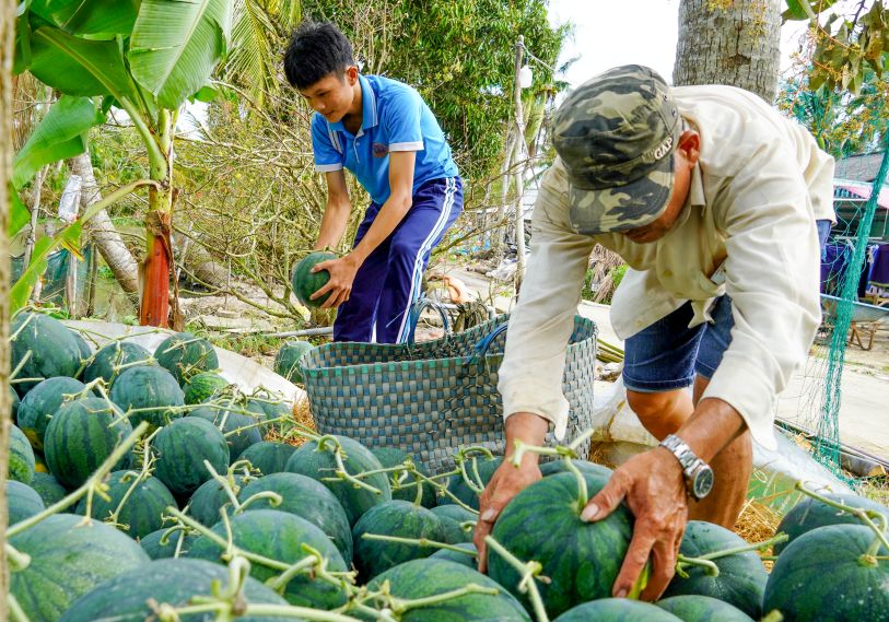 Những trái dưa tròn đều, căng bóng có trái đạt trọng lượng 11kg được cắt hái trong ngày 24 tháng Chạp. Ảnh: Phương Anh