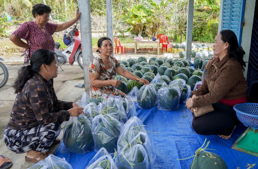 Nhiều người dân đến tận vườn để chọn lựa những trái dưa ưng ý mang về chưng Tết. Ảnh: Phương Anh