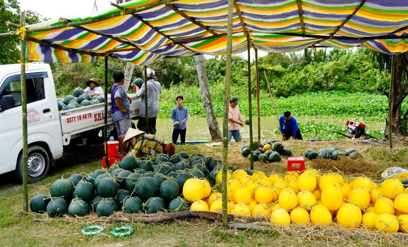 Từ ruộng, dưa được chở đi các chợ và vựa để kịp phục vụ thị trường Tết. Ảnh: Phương Anh