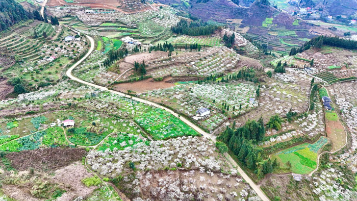 Những vườn mận mênh mông, phủ kín núi rừng Bắc Hà bởi sắc trắng tinh khôi dịp đầu xuân. Ảnh: Bảo Nguyên 