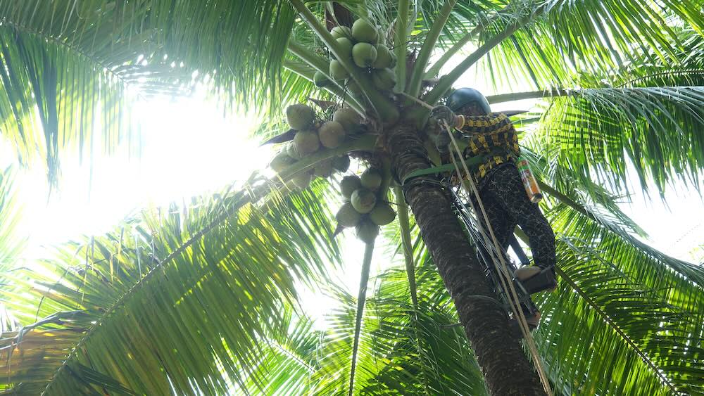 Tet comes to Tan Loc to see women picking coconuts with unique tools