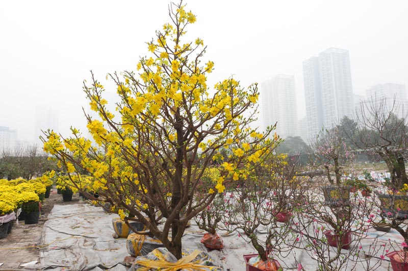 Apricot blossoms with beautiful shapes, blooming evenly, priced at millions of VND are still waiting for buyers. Photo: Thanh Binh
