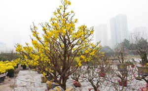 Weak purchasing power, quiet Tet peach and kumquat market