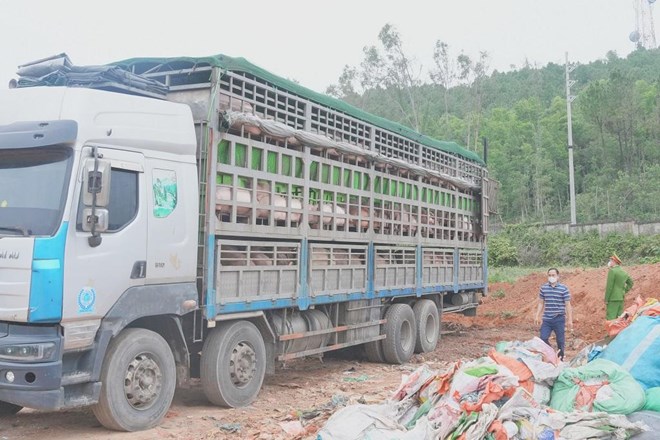 Công an Nghệ An ngăn chặn hơn 15 tấn lợn nhiễm dịch tả lợn châu Phi