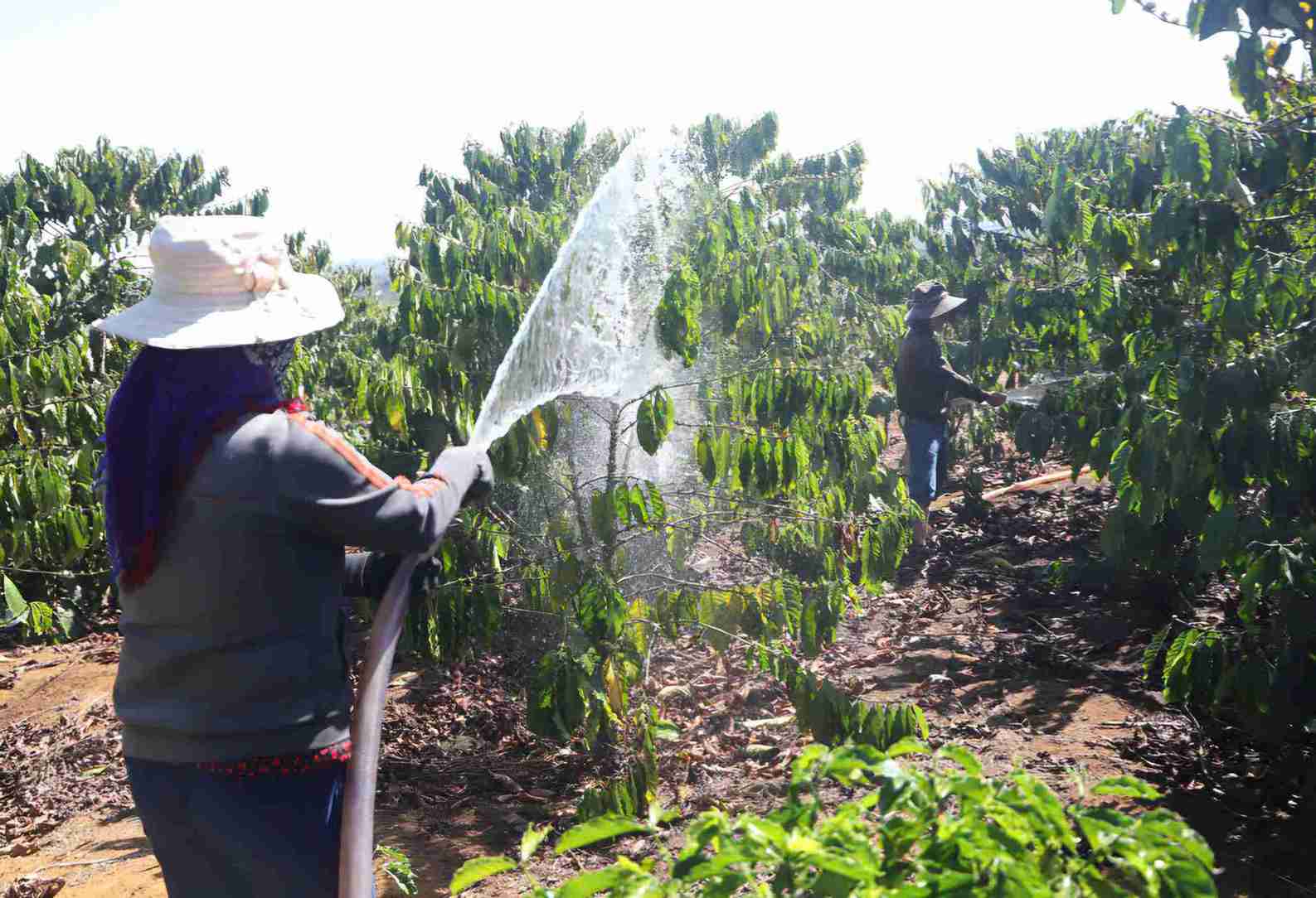 Người dân Lâm Đồng tưới nước chống hạn cho cây cà phê. Ảnh: Phúc Khánh 