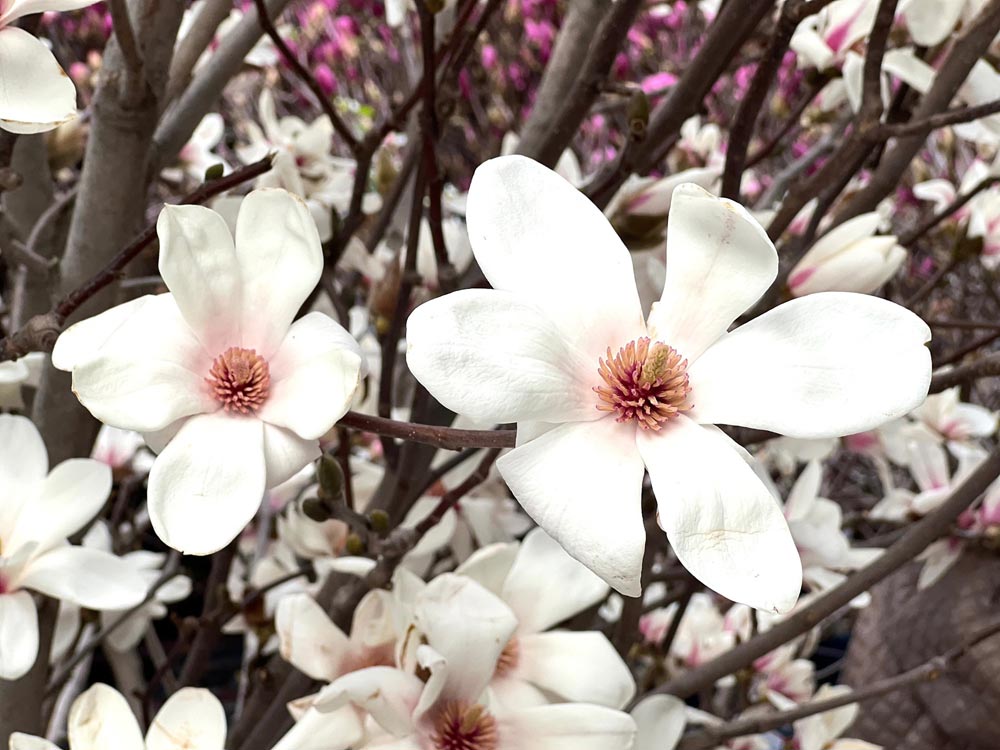 Magnolia flowers stand out with elegant flower colors, luxurious tree shapes, suitable for displaying in the living room during Tet. Photo: Huyen Anh