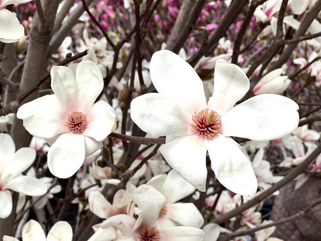 Des magnolias d'une valeur de plusieurs millions de dongs bordent les allées, attirant les clients désireux de les acheter pour les décorations du Têt (Nouvel An lunaire).