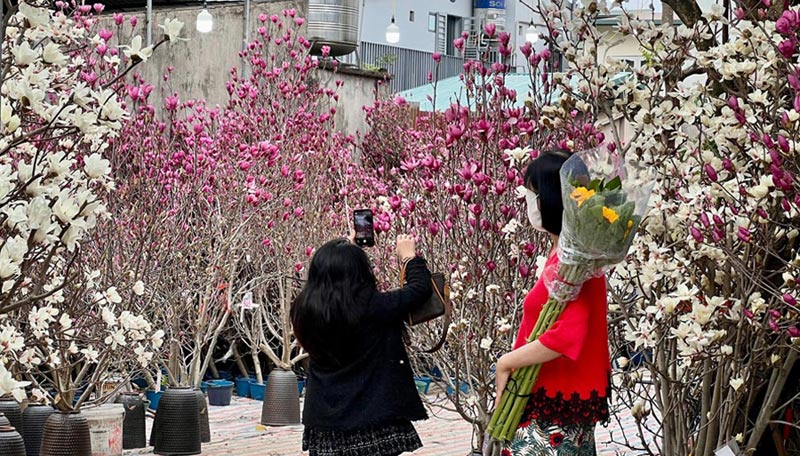 Mộc lan thu hút đông đảo người dân dừng lại tham khảo, chụp ảnh và chọn mua. Ảnh: Huyền Anh