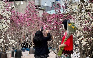 Million-VND magnolia fills the walkway, attracting customers to look for and choose to buy for Tet display