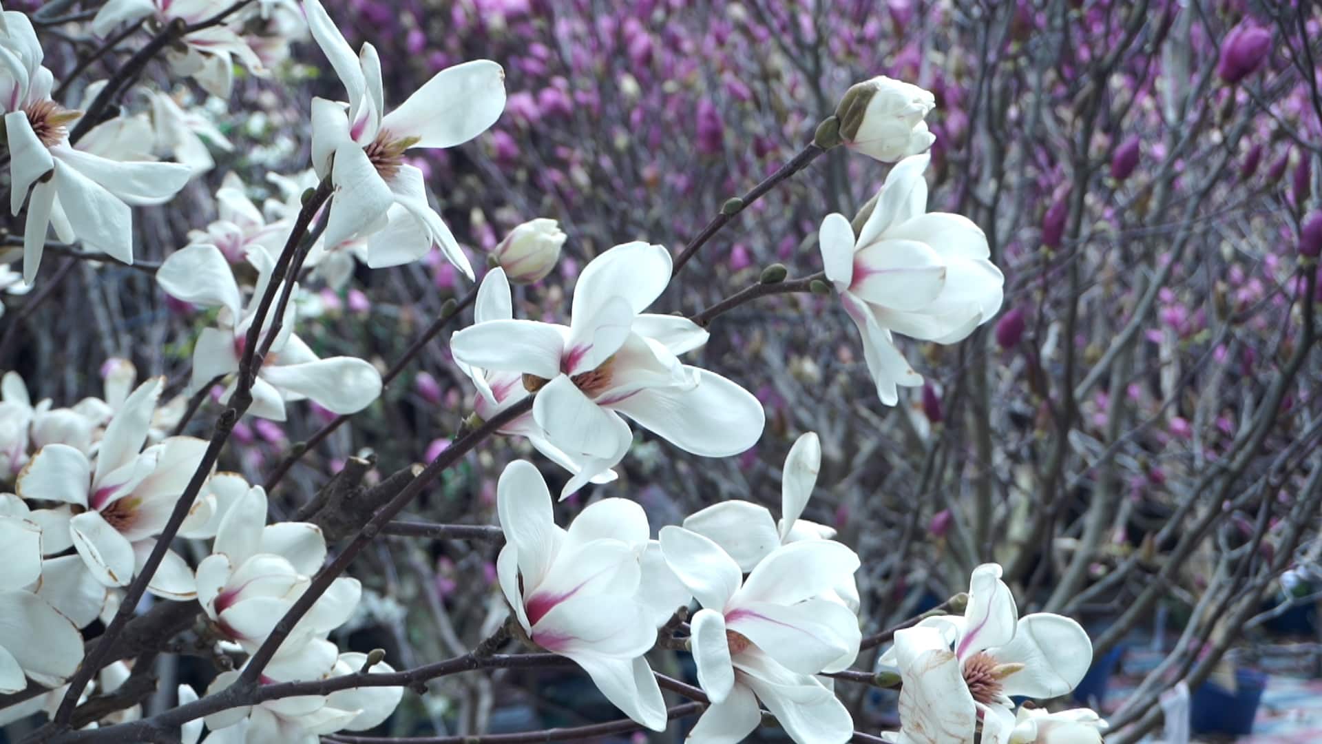 Bên cạnh hình dáng sang trọng, hoa còn ghi điểm bởi hương thơm dịu ngọt, phảng phất chút vani và xanh mát, lan tỏa nhẹ nhàng, đem lại cảm giác ấm áp cho không gian ngày xuân.